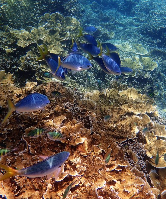 Great Barrier Reef
