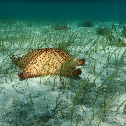 Belize Barrier Reef, Belize Belize Barrier Reef, Belize