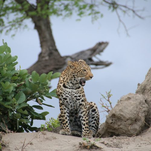Chobe-Nationalpark, Botswana Chobe-Nationalpark, Botswana