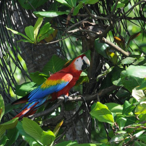 Corcovado Nationalpark, Costa Rica Corcovado Nationalpark, Costa Rica