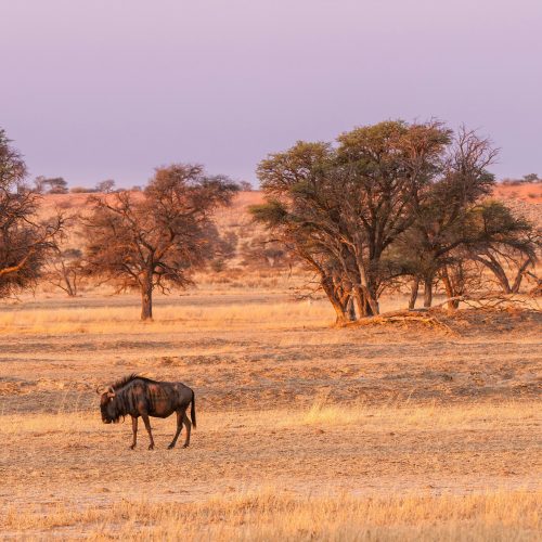 Kalahari-Wildreservat, Botswana Kalahari-Wildreservat, Botswana
