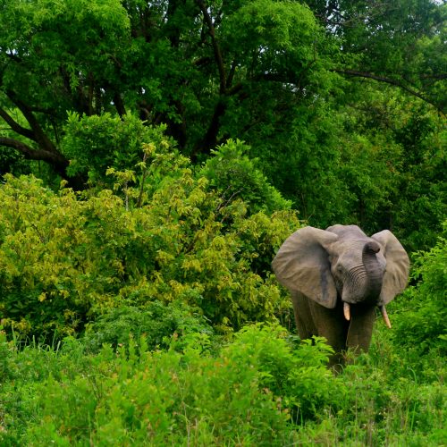 Mole Nationalpark, Ghana Mole Nationalpark, Ghana