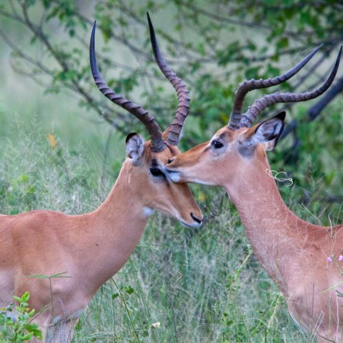 Moremi-Wildreservat, Botswana Moremi-Wildreservat, Botswana