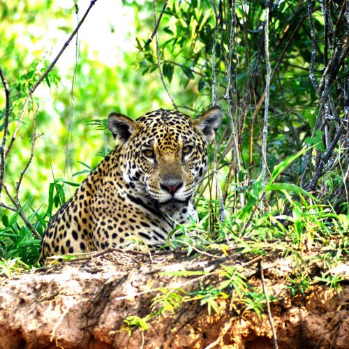 Pantanal, Brasilien Pantanal, Brasilien