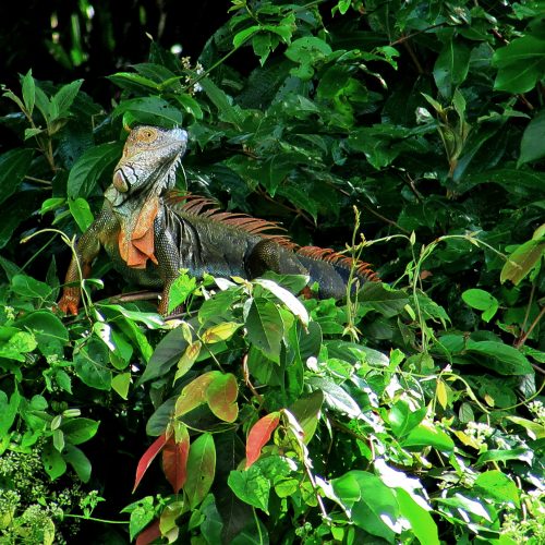 Tortuguero Nationalpark Tortuguero Nationalpark