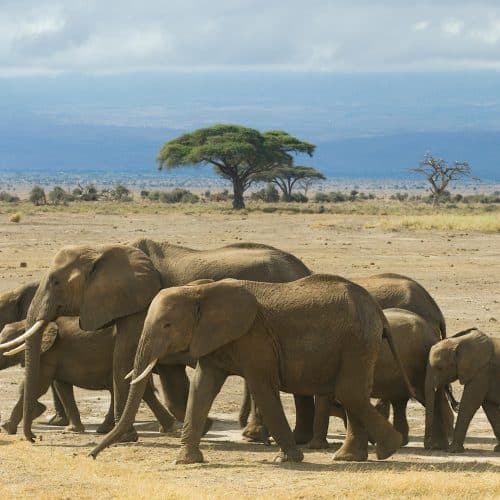 Amboseli-Nationalpark, Kenia Amboseli-Nationalpark, Kenia