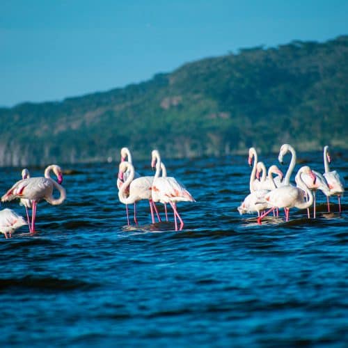Lake Nakuru Nationalpark, Kenia Lake Nakuru Nationalpark, Kenia
