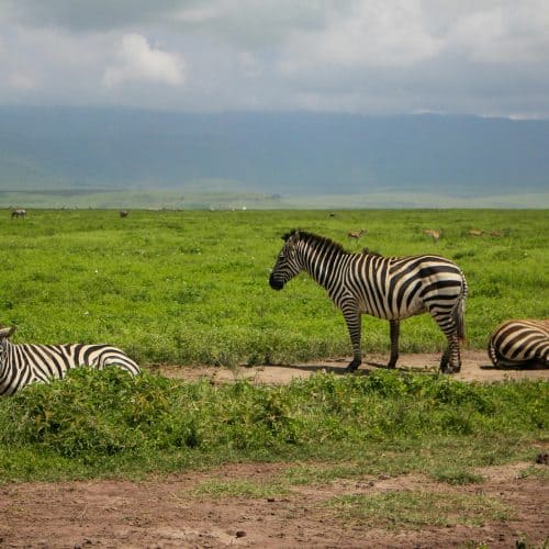 Masai Mara Nationalreservat, Kenia Masai Mara Nationalreservat, Kenia