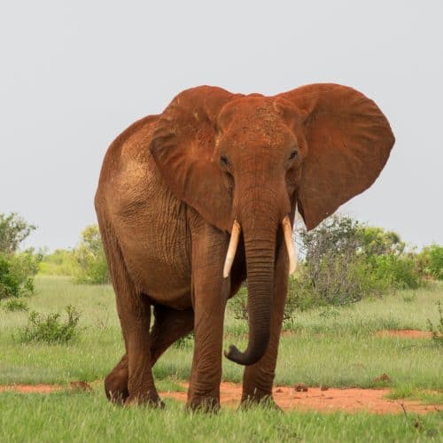 Tsavo-Nationalpark, Kenia Tsavo-Nationalpark, Kenia